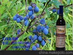 人生酒供应商,价格,人生酒批发市场 