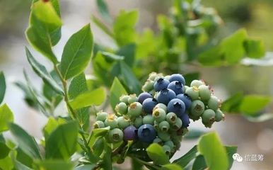 信蓝筹 | 崂山蓝莓酒