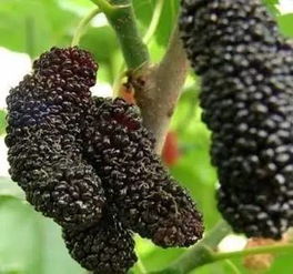 端午小长假怎么玩,怎么避堵 青岛最全过节攻略在此