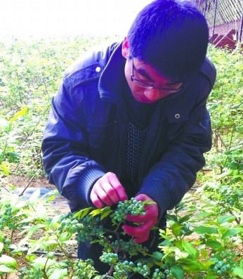 青岛蓝莓月底上市130元1斤 蓝莓冰酒贵过茅台