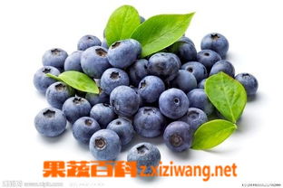 蓝莓酒的功效和作用