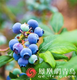 深山坞里新桃源 蓝莓酒香醉青岛