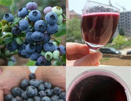 真全粮水果酒 青岛蓝莓酒的酿造方法
